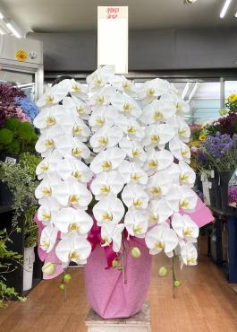 御祝コチョウラン　お届けしました　三島市花屋フローラント｜「フローラント」　（静岡県三島市の花キューピット加盟店 花屋）のブログ