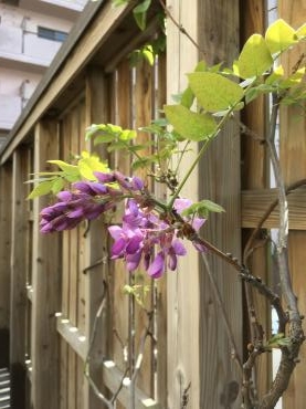 もう藤の花が咲いています～(*'▽')｜「フローリスト飾り屋」　（鹿児島県鹿児島市の花キューピット加盟店 花屋）のブログ