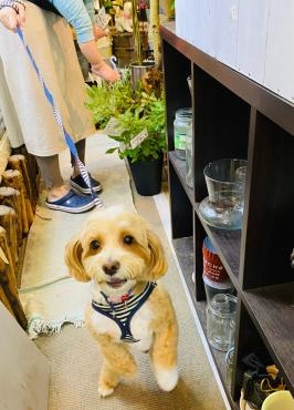 かわいいお客様｜「彩季舎」　（群馬県高崎市の花キューピット加盟店 花屋）のブログ