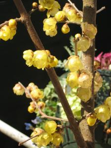 ただ今開花中。　クイズ・　この花何でしょう!?｜「フローリスト飾り屋」　（鹿児島県鹿児島市の花キューピット加盟店 花屋）のブログ