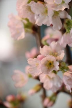 さくら｜「アライ花店」　（山形県山形市の花キューピット加盟店 花屋）のブログ