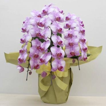 開店祝いのお花｜「フローラント」　（静岡県三島市の花キューピット加盟店 花屋）のブログ