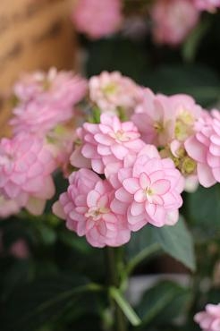 母の日から1週間が過ぎ。。。｜「アライ花店」　（山形県山形市の花キューピット加盟店 花屋）のブログ
