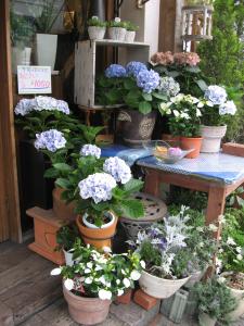 紫陽花❤季節の花だより｜「フローリスト飾り屋」　（鹿児島県鹿児島市の花キューピット加盟店 花屋）のブログ