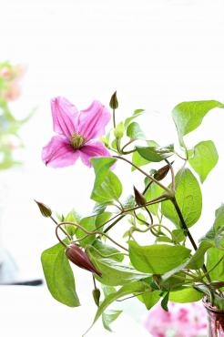 5月も残りわずか。。。｜「アライ花店」　（山形県山形市の花キューピット加盟店 花屋）のブログ