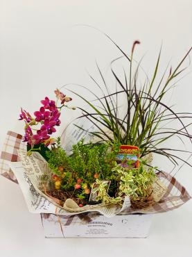  敬老の日　プランツアレンジ　寄せ鉢｜「彩季舎」　（群馬県高崎市の花キューピット加盟店 花屋）のブログ