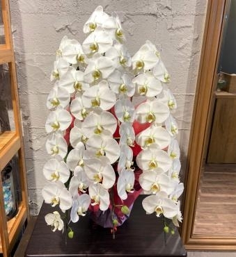 開店お祝いコチョウラン鉢　ご注文ありがとうございました。｜「銀座ニューフラワー」　（東京都中央区の花キューピット加盟店 花屋）のブログ