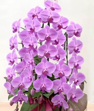 胡蝶蘭をお届けしました　三島市フローラント｜「フローラント」　（静岡県三島市の花キューピット加盟店 花屋）のブログ