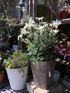 季節のお花でリラックス～｜「フローリスト飾り屋」　（鹿児島県鹿児島市の花キューピット加盟店 花屋）のブログ