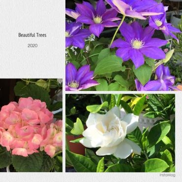 母の日お届けについて・・・｜「フローリスト飾り屋」　（鹿児島県鹿児島市の花キューピット加盟店 花屋）のブログ