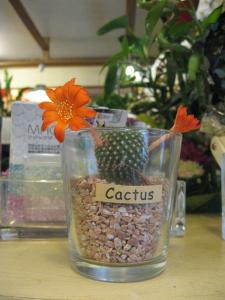 サボテンの花｜「フローリスト飾り屋」　（鹿児島県鹿児島市の花キューピット加盟店 花屋）のブログ