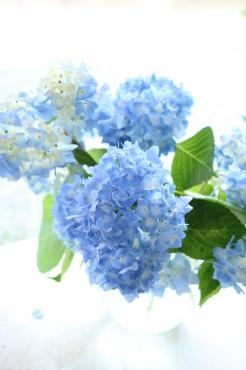 今日から7月｜「アライ花店」　（山形県山形市の花キューピット加盟店 花屋）のブログ