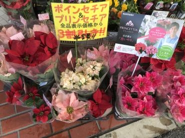 ポインセチア＆プリンセチア割引販売中｜「ポピー」　（京都府八幡市の花キューピット加盟店 花屋）のブログ