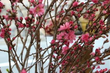 菊桃｜「アライ花店」　（山形県山形市の花キューピット加盟店 花屋）のブログ