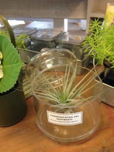 エアプランツ　も　飾り方イロイロ・・・｜「フローリスト飾り屋」　（鹿児島県鹿児島市の花キューピット加盟店 花屋）のブログ