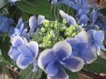 紫陽花♪｜「花かざり」　（大阪府大阪市城東区の花キューピット加盟店 花屋）のブログ