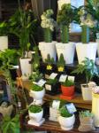 『マハラジャ』くん｜「フローリスト飾り屋」　（鹿児島県鹿児島市の花キューピット加盟店 花屋）のブログ