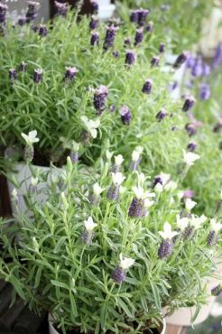 ラベンダーの香りに癒されます♡｜「アライ花店」　（山形県山形市の花キューピット加盟店 花屋）のブログ