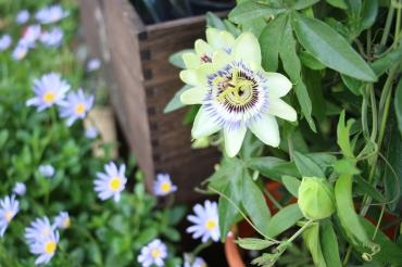 トケイソウ｜「アライ花店」　（山形県山形市の花キューピット加盟店 花屋）のブログ