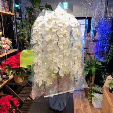 事務所開設お祝いコチョウランご注文ありがとうございました。｜「銀座ニューフラワー」　（東京都中央区の花キューピット加盟店 花屋）のブログ