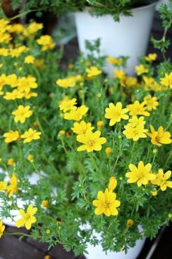 9月も宜しくお願いいたします｜「アライ花店」　（山形県山形市の花キューピット加盟店 花屋）のブログ