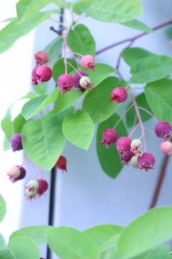ジューンベリーの実｜「アライ花店」　（山形県山形市の花キューピット加盟店 花屋）のブログ