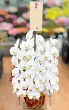 ＜ビジネスフラワー＞　御祝コチョウラン配達　フローラント｜「フローラント」　（静岡県三島市の花キューピット加盟店 花屋）のブログ