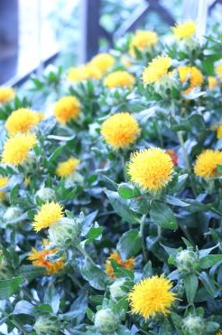紅花入荷しています♬｜「アライ花店」　（山形県山形市の花キューピット加盟店 花屋）のブログ