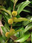 栗、パンプキン・・・・・・｜「フローリスト飾り屋」　（鹿児島県鹿児島市の花キューピット加盟店 花屋）のブログ