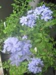 ルリマツリ｜「花かざり」　（大阪府大阪市城東区の花キューピット加盟店 花屋）のブログ