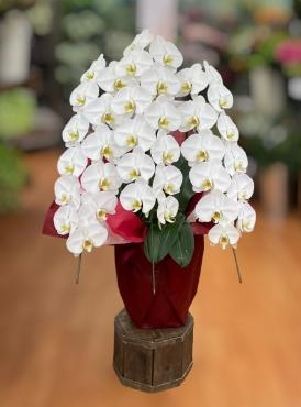 お祝い胡蝶蘭をお届けしました　三島市フローラント｜「フローラント」　（静岡県三島市の花キューピット加盟店 花屋）のブログ
