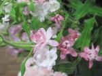 ピンクスター｜「花かざり」　（大阪府大阪市城東区の花キューピット加盟店 花屋）のブログ