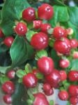 ヒペリカム｜「花かざり」　（大阪府大阪市城東区の花キューピット加盟店 花屋）のブログ