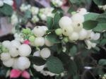 シンフォリカリポス｜「花かざり」　（大阪府大阪市城東区の花キューピット加盟店 花屋）のブログ