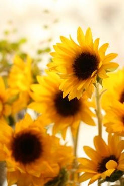 明日は父の日！｜「アライ花店」　（山形県山形市の花キューピット加盟店 花屋）のブログ