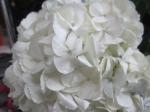 紫陽花Ｗｈｉｔｅ｜「花かざり」　（大阪府大阪市城東区の花キューピット加盟店 花屋）のブログ