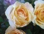 薔薇　オークランド｜「花かざり」　（大阪府大阪市城東区の花キューピット加盟店 花屋）のブログ