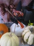 ハロウィン＝かぼちゃ＝　・・・｜「花かざり」　（大阪府大阪市城東区の花キューピット加盟店 花屋）のブログ