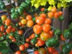 とうがらし｜「花かざり」　（大阪府大阪市城東区の花キューピット加盟店 花屋）のブログ