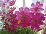 秋桜｜「花かざり」　（大阪府大阪市城東区の花キューピット加盟店 花屋）のブログ