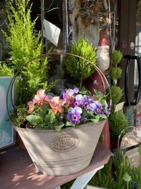 可愛いビオラの仲間たち・・・。｜「フローリスト飾り屋」　（鹿児島県鹿児島市の花キューピット加盟店 花屋）のブログ