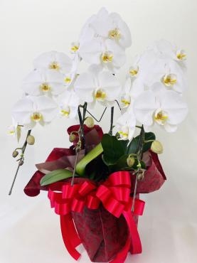ご贈呈用　ミニ胡蝶蘭｜「彩季舎」　（群馬県高崎市の花キューピット加盟店 花屋）のブログ
