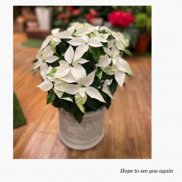 素敵な花贈りのラインナップ・・・｜「フローリスト飾り屋」　（鹿児島県鹿児島市の花キューピット加盟店 花屋）のブログ