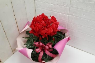 冬ギフト　赤いシクラメン　花贈りフローラント｜「フローラント」　（静岡県三島市の花キューピット加盟店 花屋）のブログ