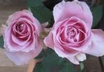 Ｒｏｓｅ｜「花かざり」　（大阪府大阪市城東区の花キューピット加盟店 花屋）のブログ