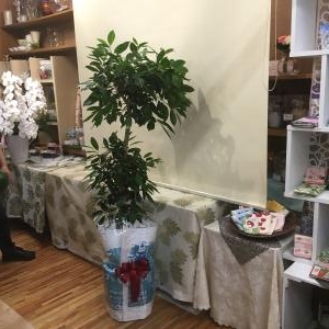 開店御祝に　観葉植物のお届です～。｜「フローリスト飾り屋」　（鹿児島県鹿児島市の花キューピット加盟店 花屋）のブログ