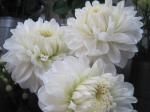 Ｗｈｉｔｅ｜「花かざり」　（大阪府大阪市城東区の花キューピット加盟店 花屋）のブログ