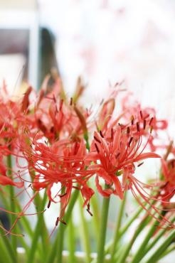 9月最後の週末｜「アライ花店」　（山形県山形市の花キューピット加盟店 花屋）のブログ