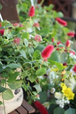 キャットテール｜「アライ花店」　（山形県山形市の花キューピット加盟店 花屋）のブログ