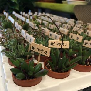 一寸多肉・・・の巻～!(^^)!｜「フローリスト飾り屋」　（鹿児島県鹿児島市の花キューピット加盟店 花屋）のブログ